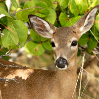 August is the best time of year to spot the tiny Key deer and their offspring in the Lower Keys. Photo: iStock 