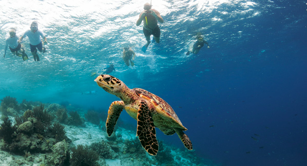 Bonaire Klein Turtles