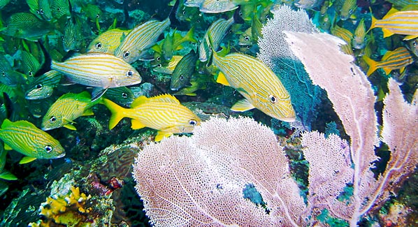 Puerto Morales Mexico Reef Fish Snorkel