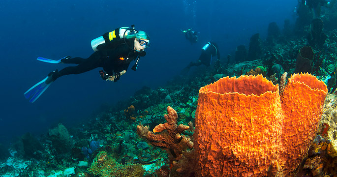 St Lucia Diving Sponges