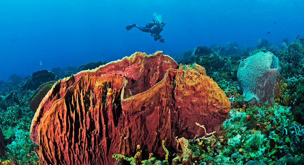 Trinidad Tobago Diving