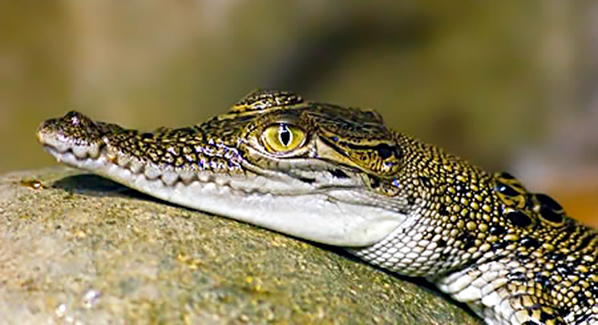 Cancun Crocodile