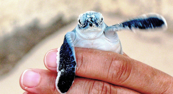 Sea Turtle Cancun
