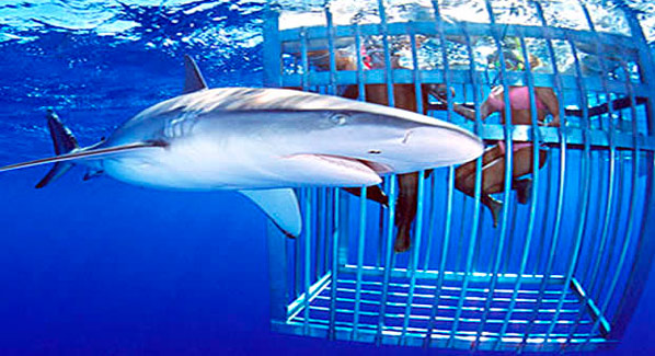 Oahu Hawaii Shark Diving