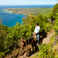 Molokai Mule Ride Hawaii