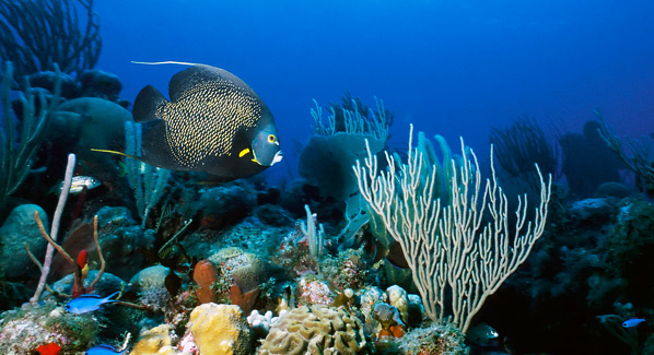 Belize, Ambergris Caye reef