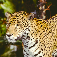 Belize Jaguar