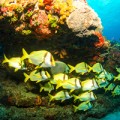 Aruba underwater
