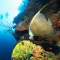 Cayman Islands Fish