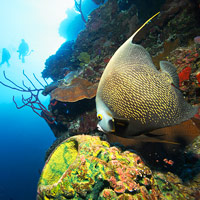 Cayman Islands Fish