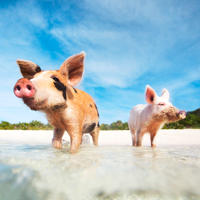 Bahamas, Exumas Staniel Cay pigs