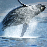 Humpback whale,