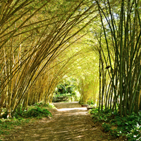 Hawaii-Kauai-Allerton-Gardens-Bamboo-Tunnel