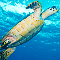 Florida Keys Turtle