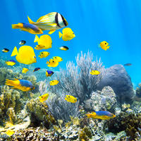 Florida Keys Coral Reef Fish