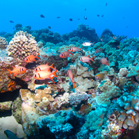 Maui, Molokini Reef Fish