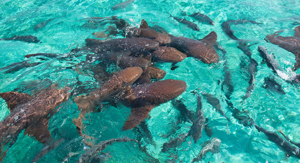 Belize Ambergris Caye Sharks