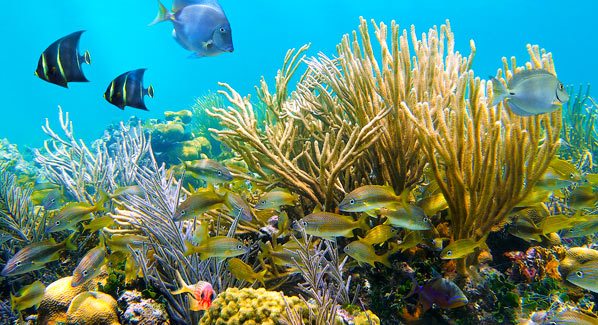 Coral Reef in Belize, best snorkel sites in belize