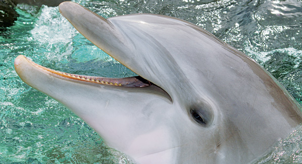 Dolphin, Seaworld