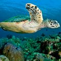 Maui Turtle