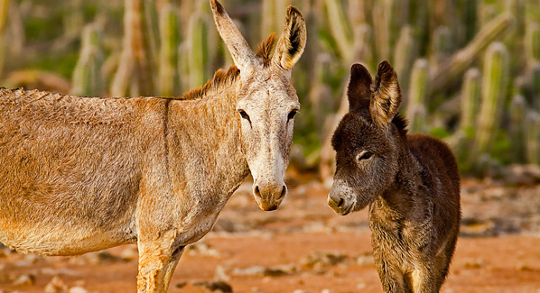 Bonaire Donkeys