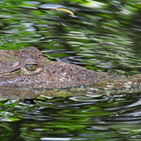 Jamaica Crocodile