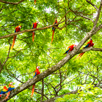Costa Rica Macaws