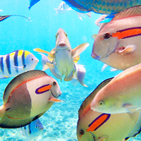 Kauai Reef Fish
