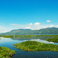 Honduras Lake Yojoa