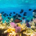 Belize Hol Chan Reef Scene