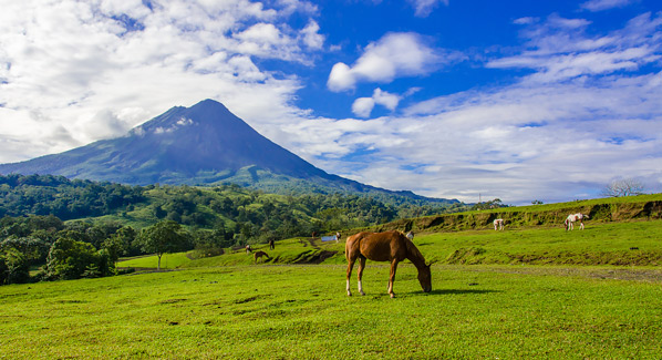 Costa Rica Horse Arenal Volcano