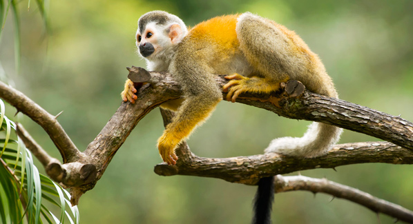 Costa Rica Squirrel Monkey