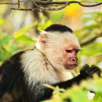 Costa Rica Monkey