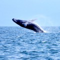 Dominican Republic Whale Breaching