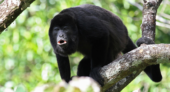 Guatemala Howler Monkey