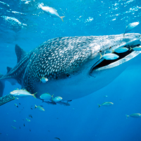 Whale Sharks Isla Contoy