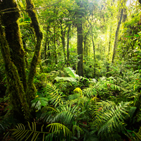 Costa Rica Rain Forest