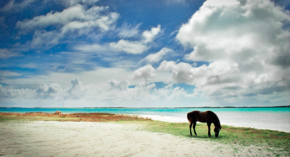 Bonaire Horse by Lac Bay 