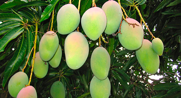 Mango On Tree