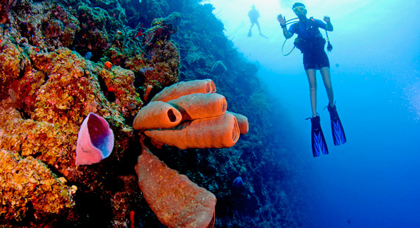 Cayman Islands Reef