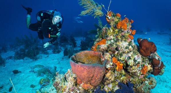 Turks and Caicos Reef