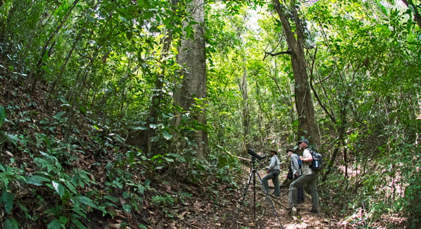 Birding Tour Panama Canopy Lodge