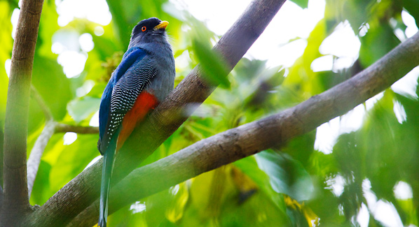 Dominican Republic Birding
