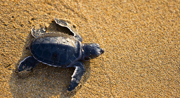 Jamaica Sea Turtle