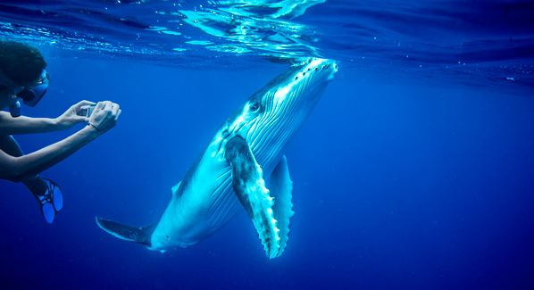 Tonga Whales