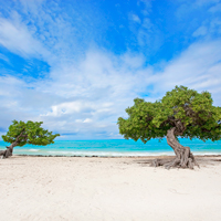 Divi Trees Aruba