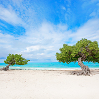 Aruba Beach Divi Tree