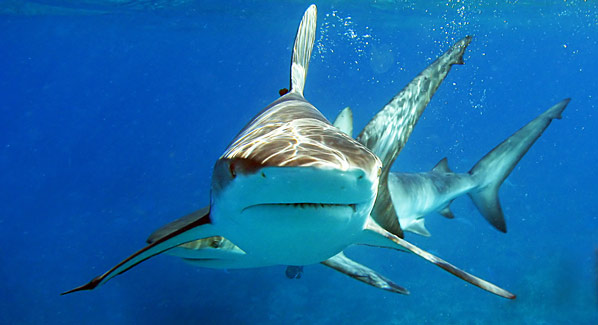 Bimini Bahamas Dive With Sharks