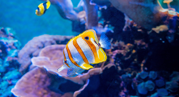 Butterfly Fish Waikiki Aquarium
