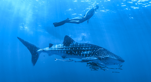 Cancun Whale Sharks